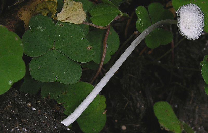 A caccia di fimicoli.